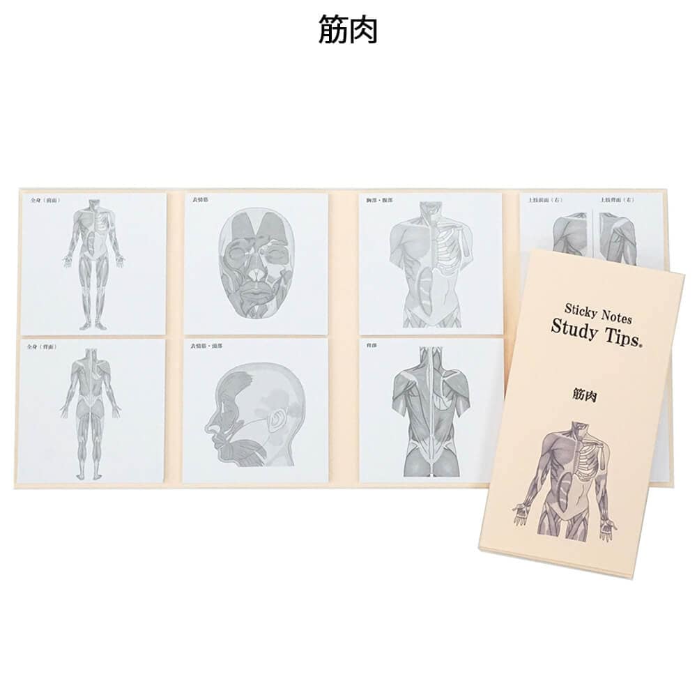 人体ふせん Sticky Notes Study Tips 紙季彩々