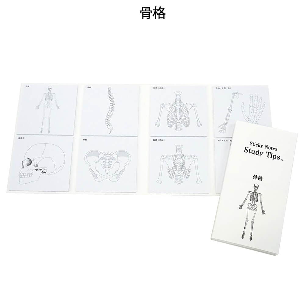 人体ふせん Sticky Notes Study Tips 紙季彩々