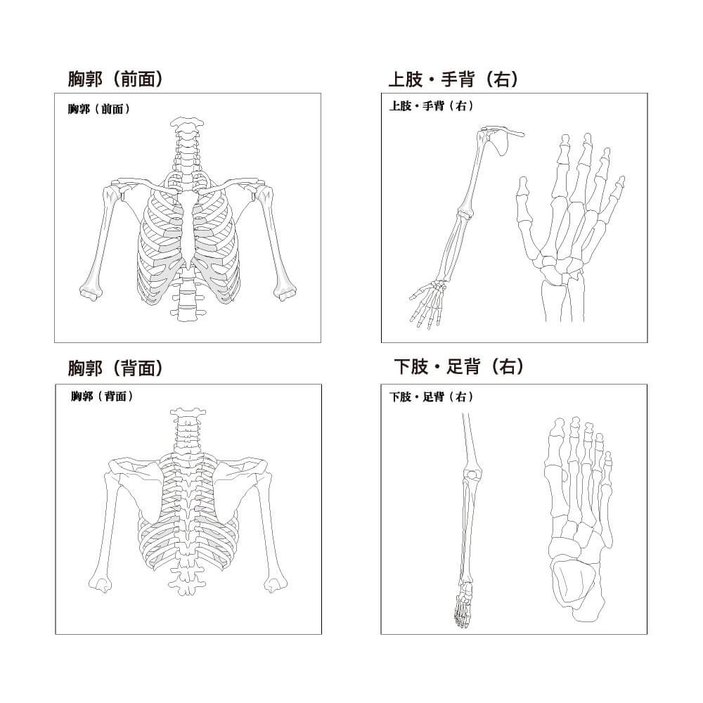 人体ふせん Sticky Notes Study Tips 紙季彩々