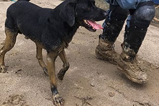 災害救助犬の育成・派遣