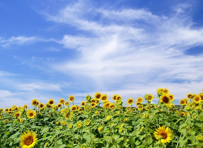心理テスト「暑い夏の乗り切り方」
