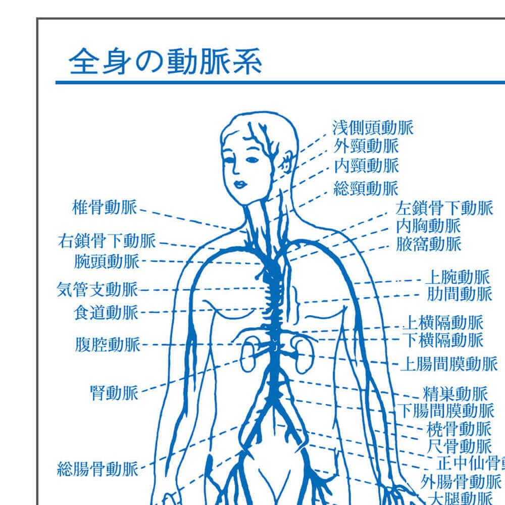 体の各部図解