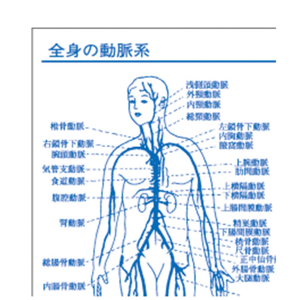 体の各部図解