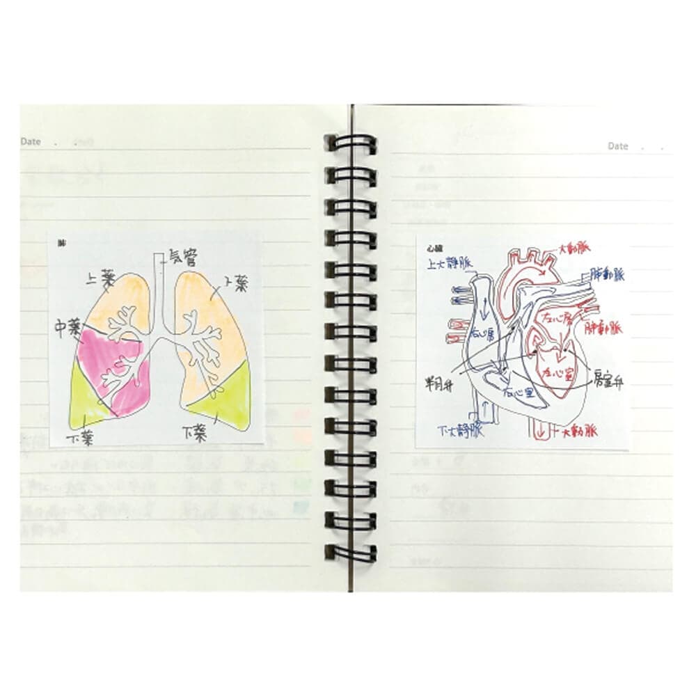 人体ふせん Sticky Notes Study Tips 紙季彩々