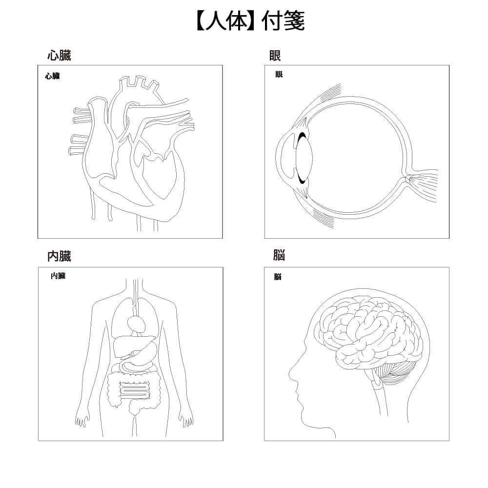 【人体】付箋